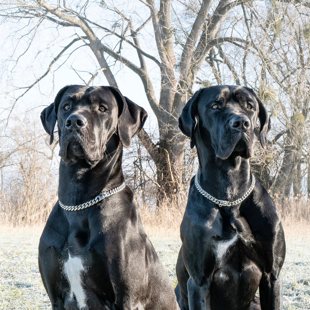 kette silber hunde halsband metall