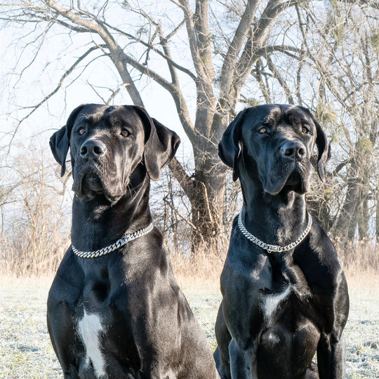 kette silber hunde halsband metall