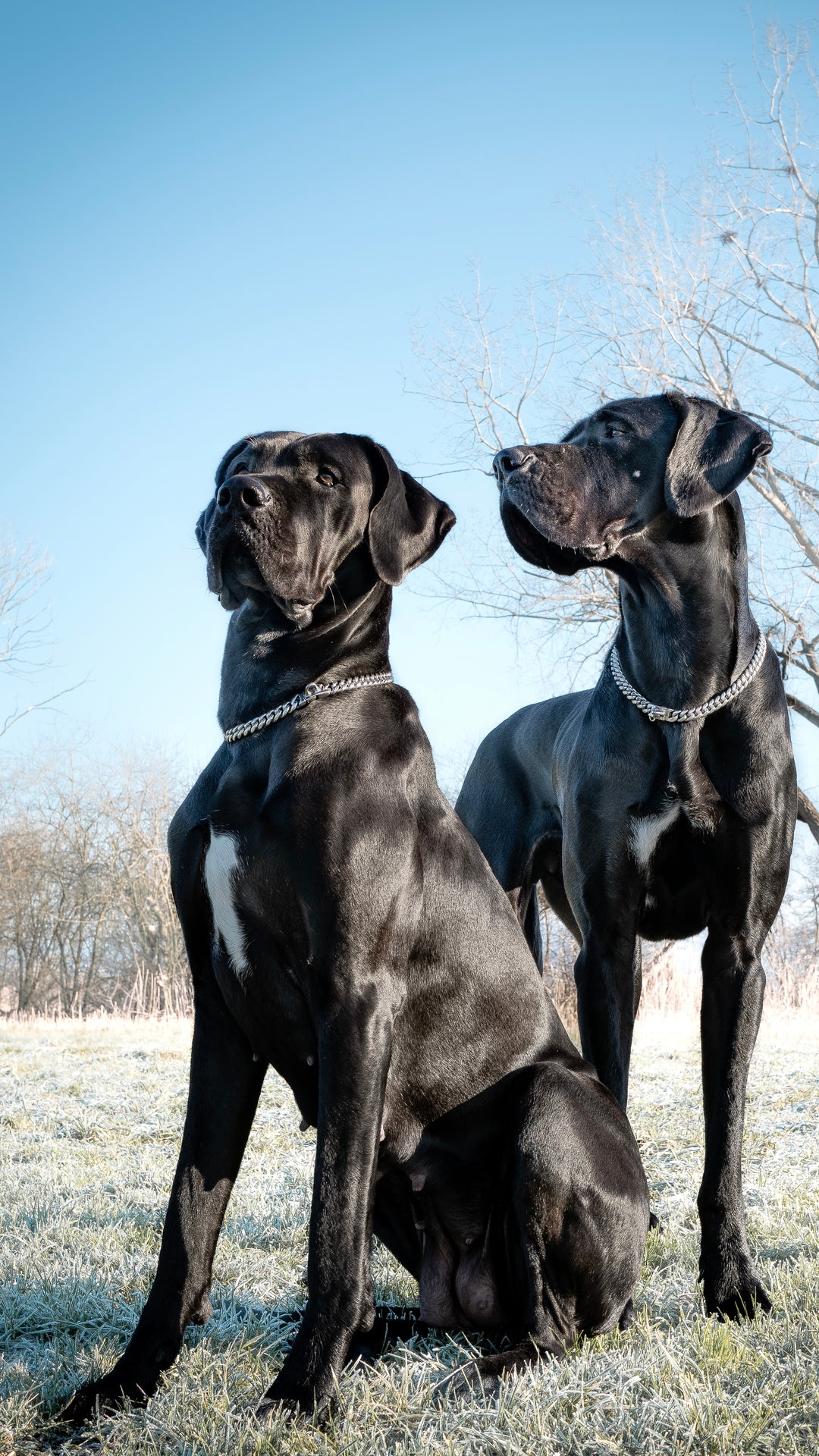 hunde kette kettenhalsband