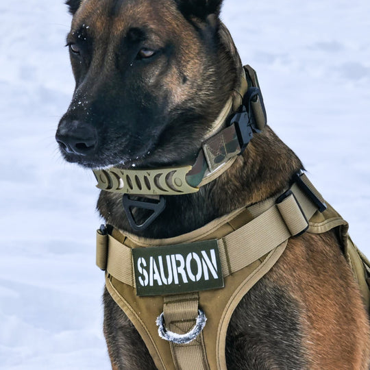 Hund zieht an Leine Geschirr
