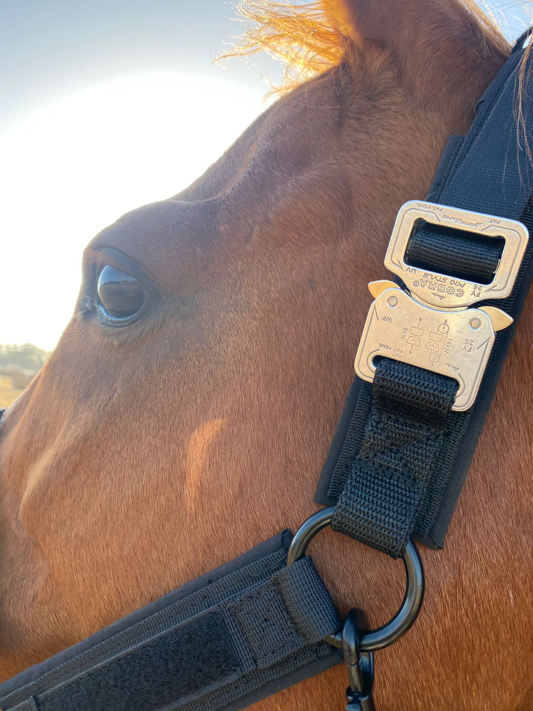polopferd schweiz