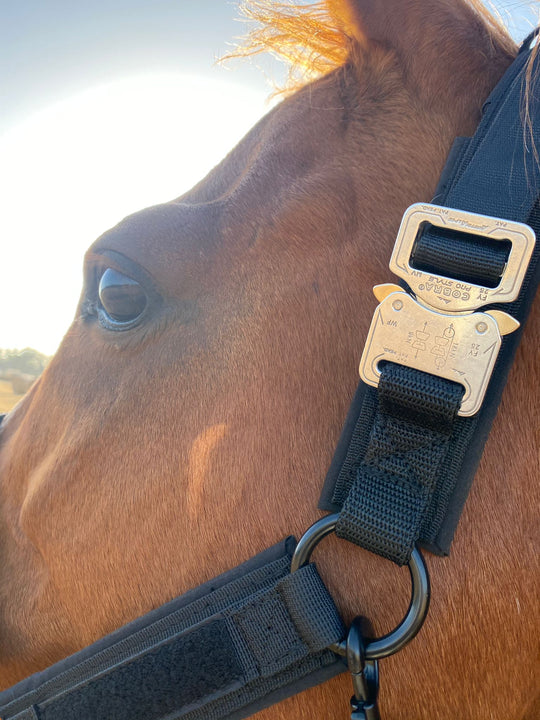 polopferd schweiz