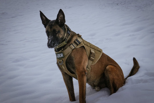 breites haldband für malinois