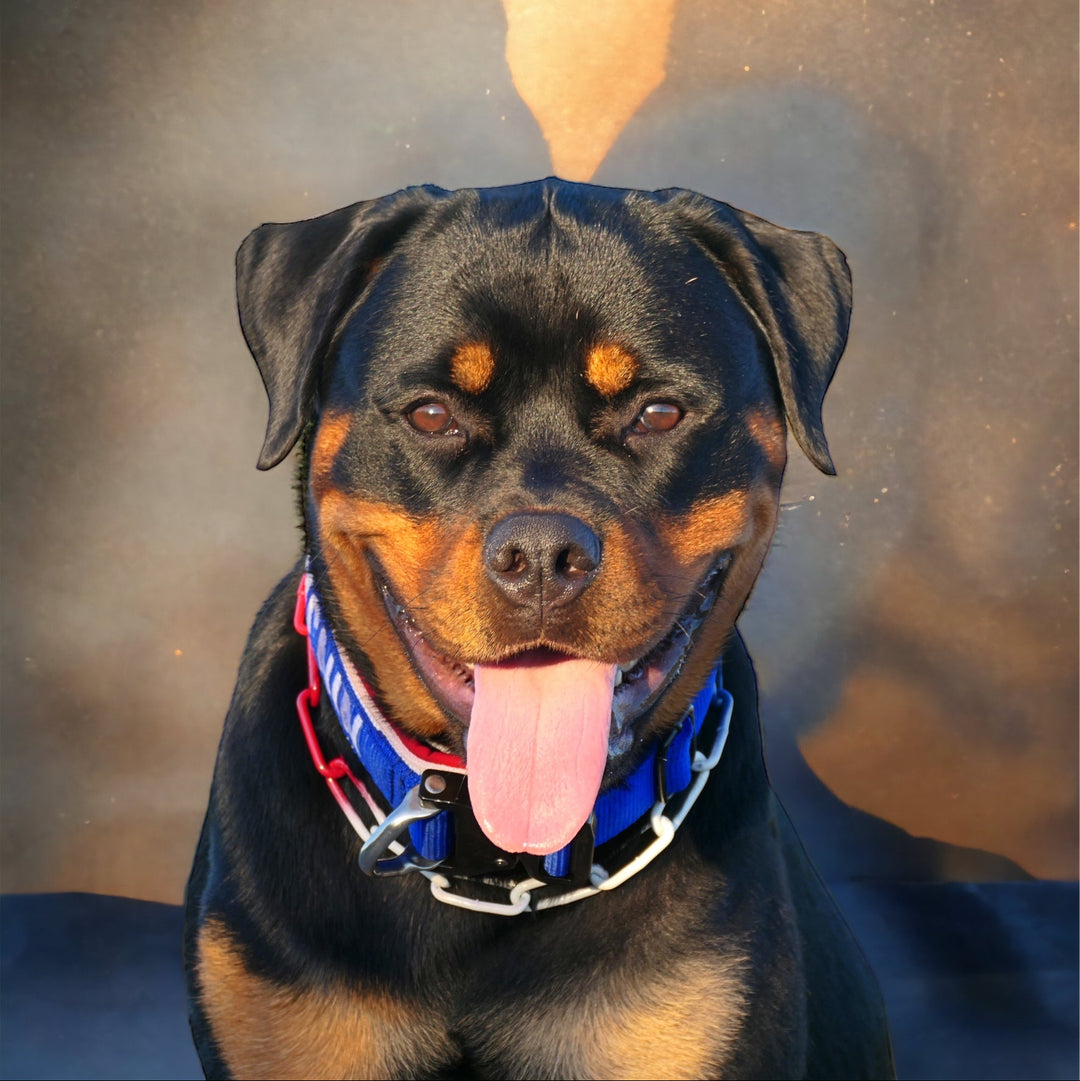 Luxus Heavy Duty Halsband 5 cm /7 cm/ 10 cm für grosse Hunde (zusätzliche Polster-Unterlage)