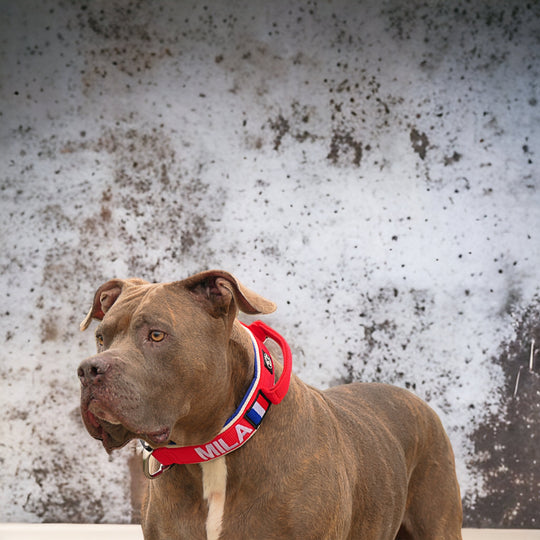 Luxus Heavy Duty Halsband 5 cm /7 cm/ 10 cm für grosse Hunde (zusätzliche Polster-Unterlage)