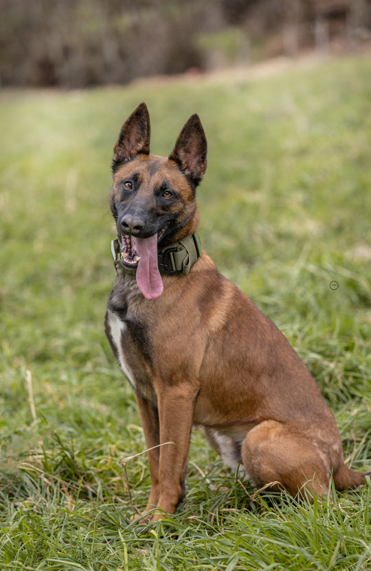 halsband militär hund army