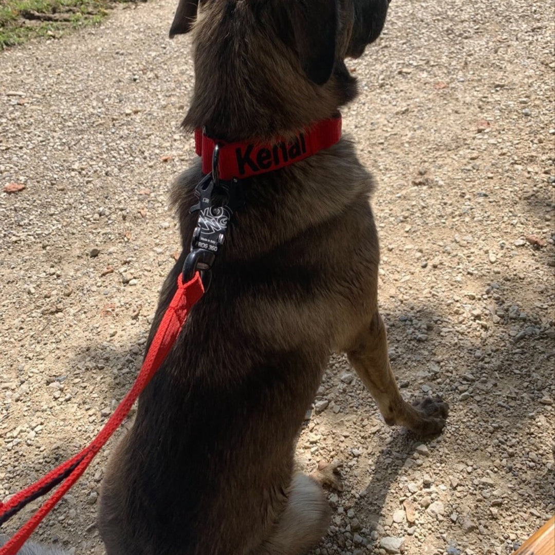 Hund mit roter Leine