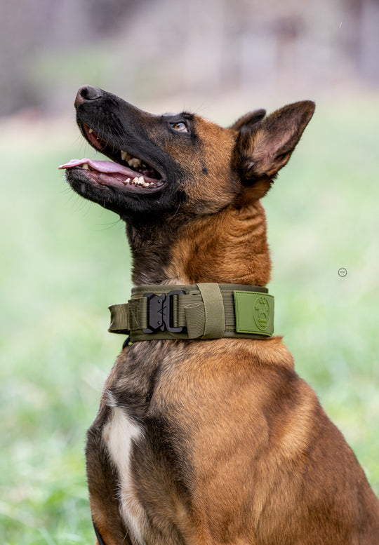 halsband polizei hund