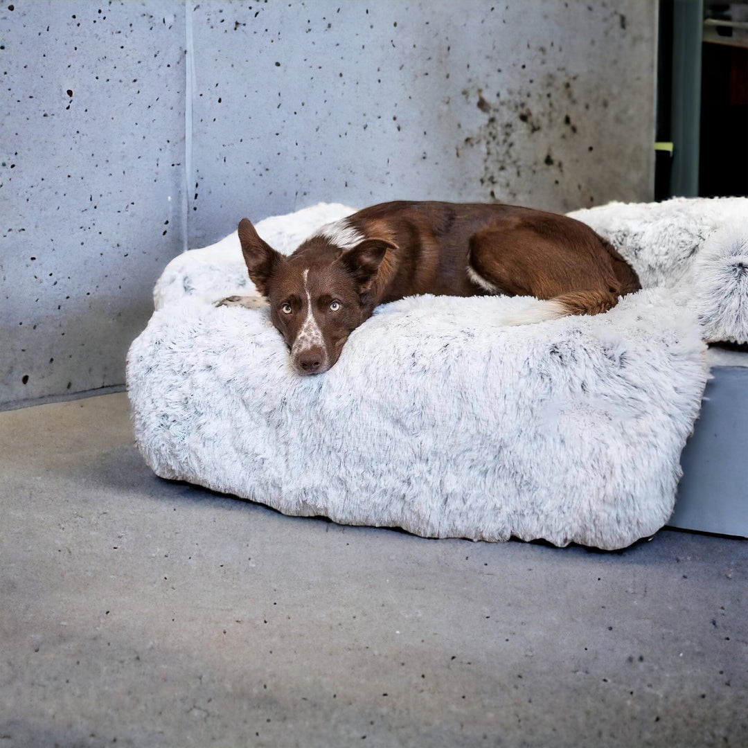 Bett grosse Hunde
