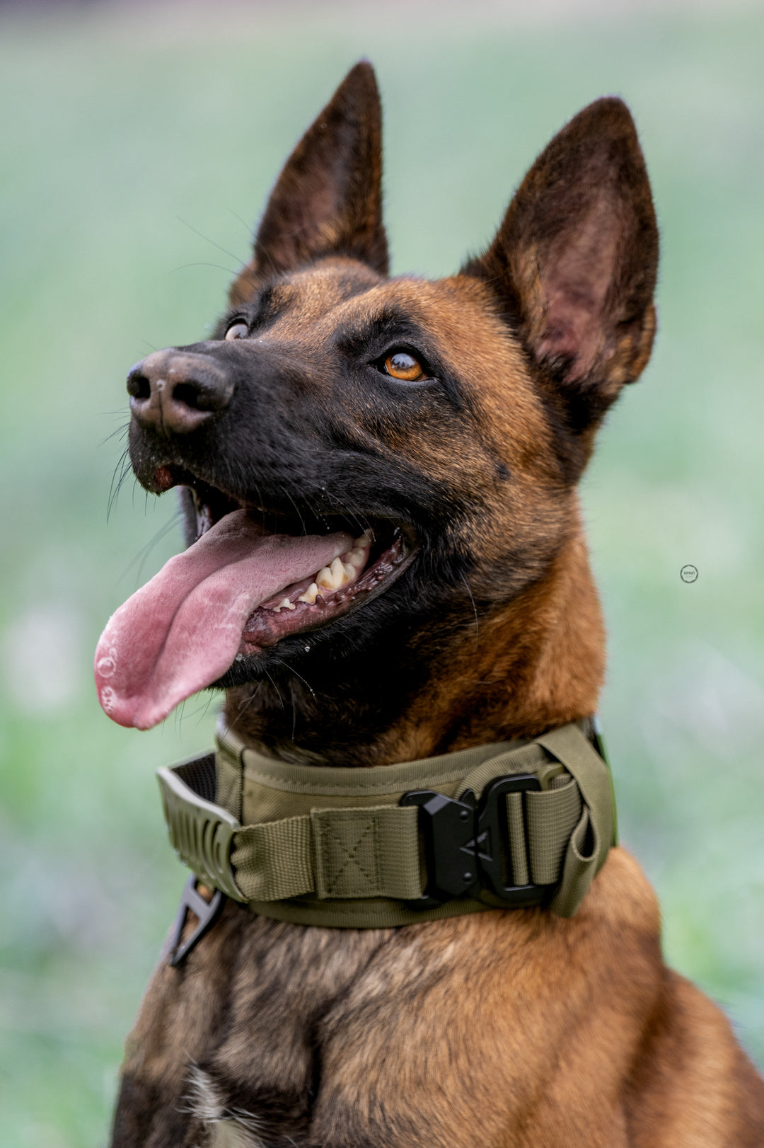 halsband malinois