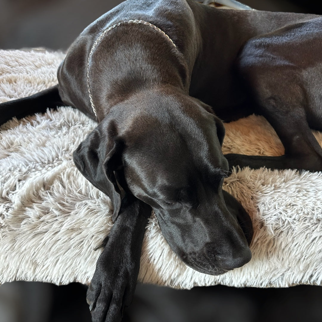 Neu! Bett für grosse Hunde 120 cm Memory Gel Schaumfüllung