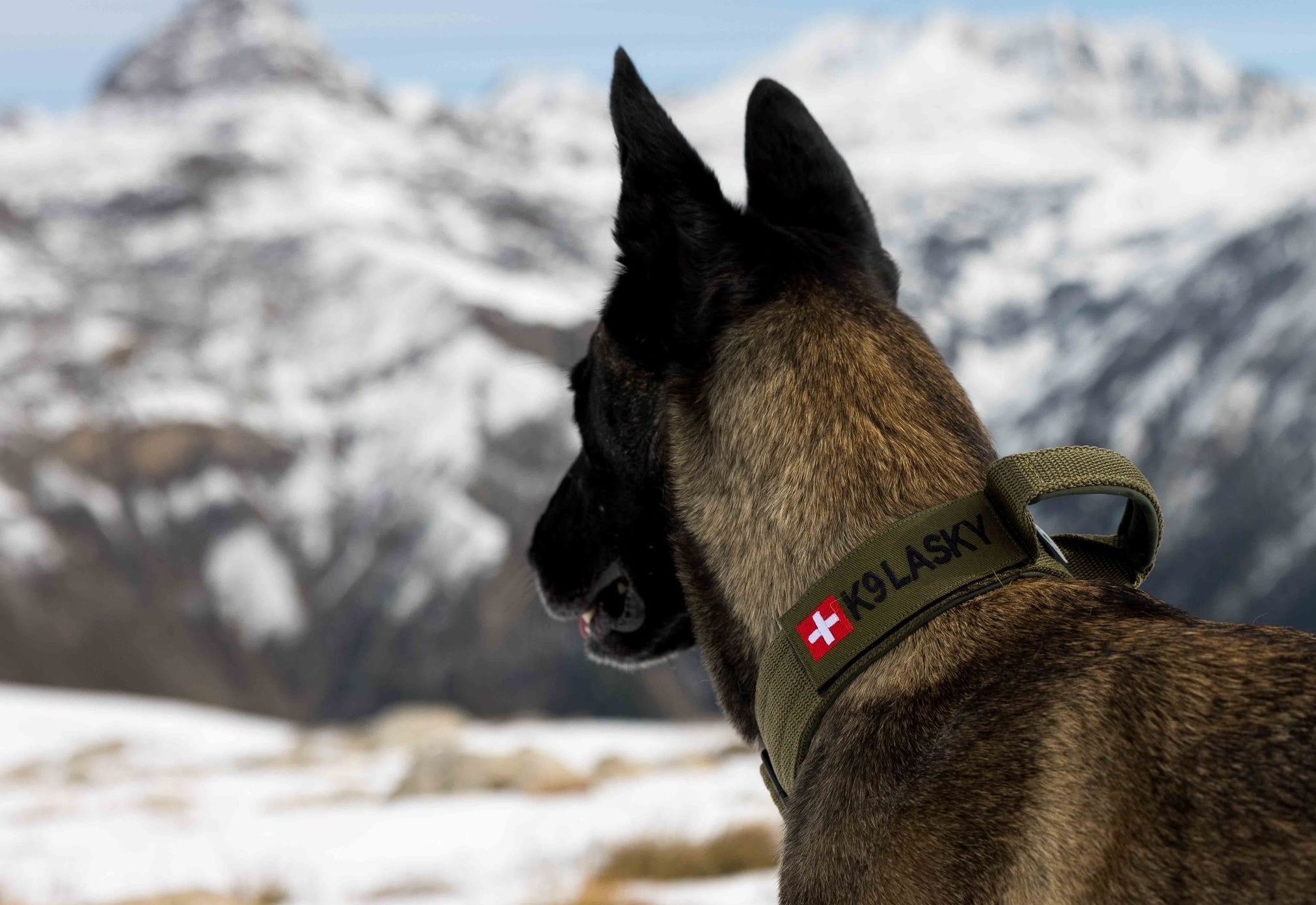 Halsband Malinois