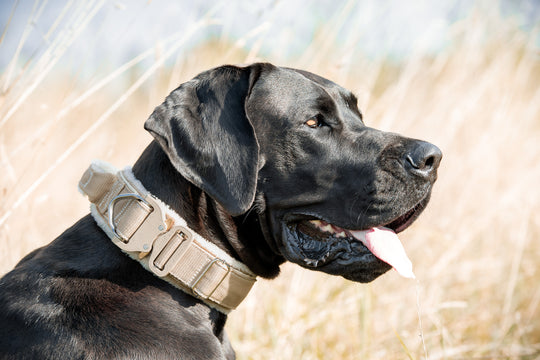 Chalet beige / braun Luxus Heavy Duty Cobra Halsband 5cm für grosse Hunde