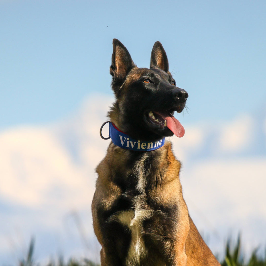 Belgischer Schäferhund Halsband blau