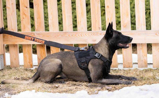 Alltrail CC-K9 Professional service harness with safety Cobras