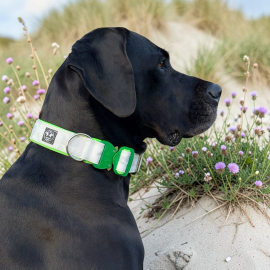 Limited Edition Neon Camou 4 cm breit (36 cm-59 cm) - alpin camouflage (Schnalle grün)