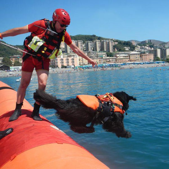 Profi-Schwimmweste für Rettungshunde von Kong Italy/ALP Design