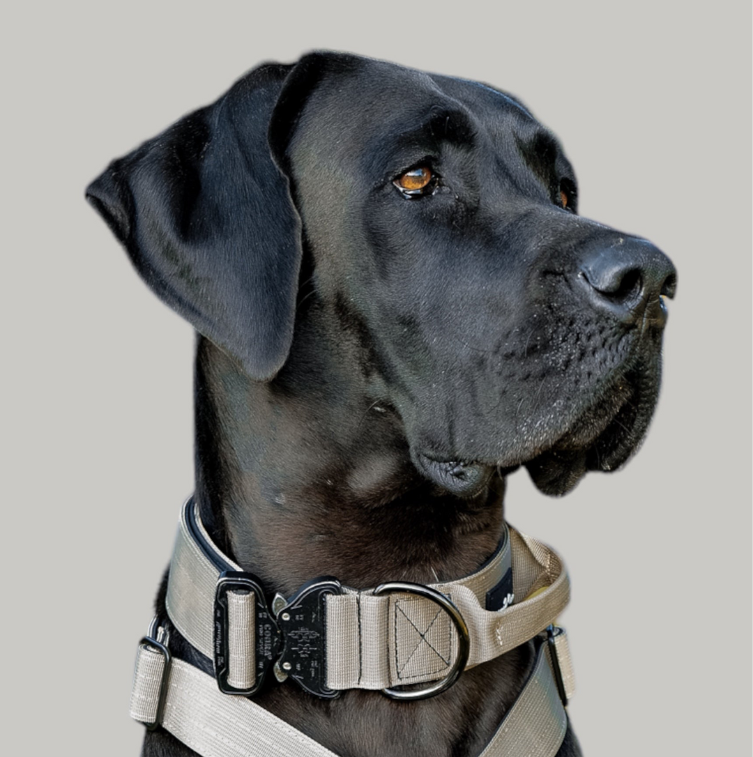 On Duty Cobra Haltegriff Halsband 5 cm für grosse Hunde (41 cm-78 cm)