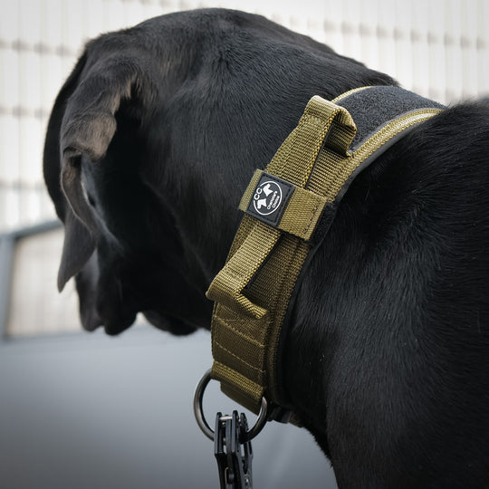 Breites Halsband sehr robust 5 cm breit mit Cobra Schnalle von Austrialpin Dogge