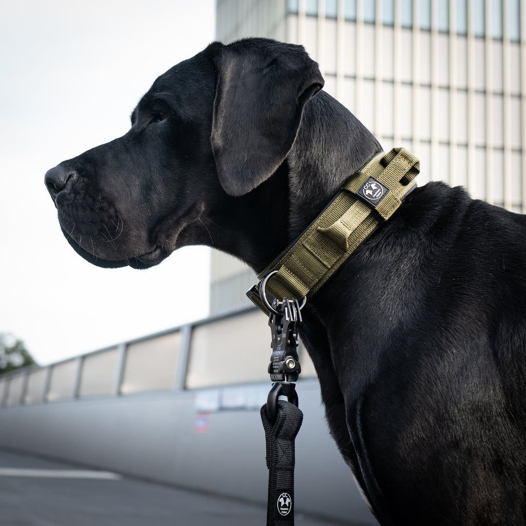 Breites Halsband sehr robust 5 cm breit mit Cobra Schnalle von Austrialpin für Dogge Diensthalsband