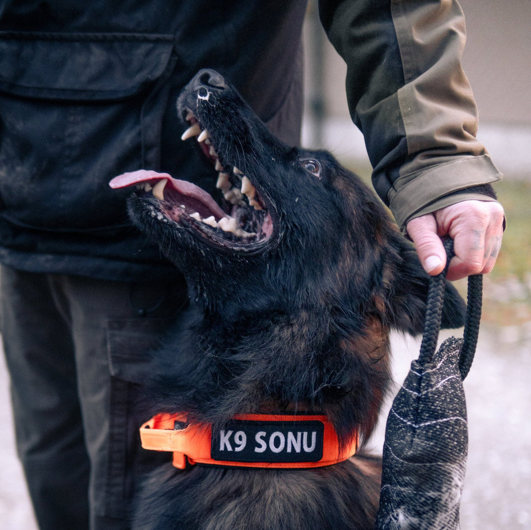 Breites Halsband sehr robust 5 cm breit mit Cobra Schnalle von Austrialpin für Malinois Diensthalsband