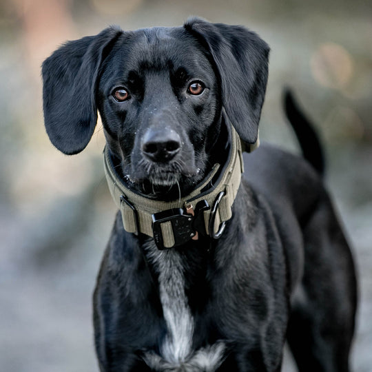 Breites Halsband sehr robust 5 cm breit mit Cobra Schnalle von Austrialpin für für ziehende Hunde