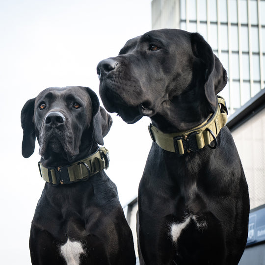 Breites Halsband sehr robust 5 cm breit mit Cobra Schnalle von Austrialpin schwarz starke Hunde