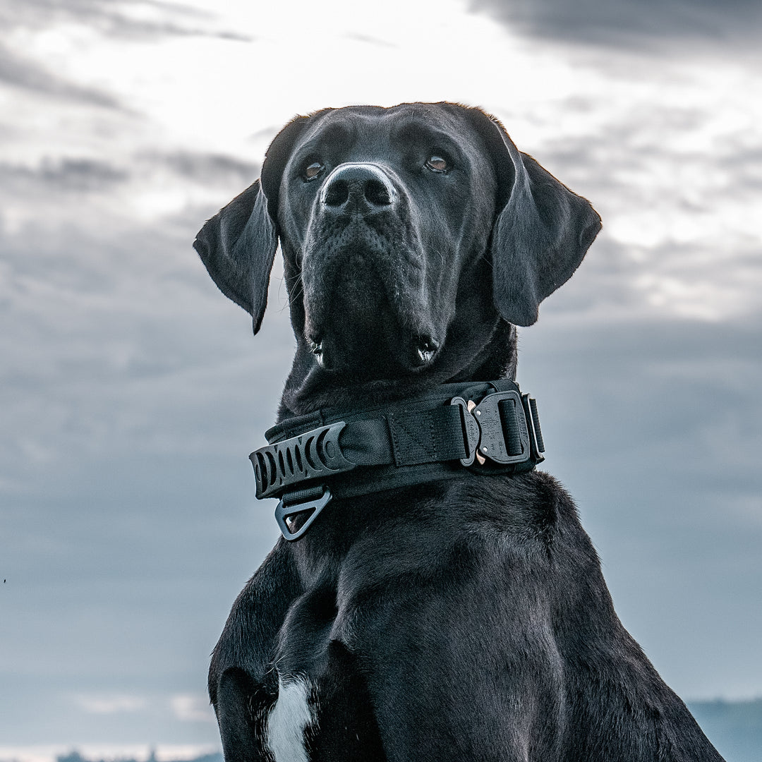 Das beste breite Halsband für grosse Hunderassen