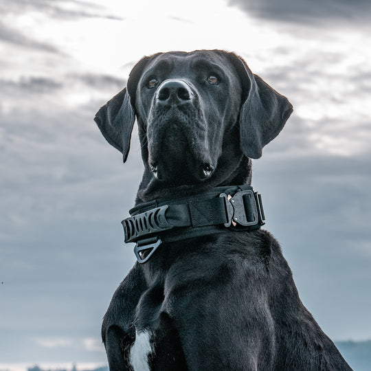 Das beste breite Halsband für grosse Hunderassen