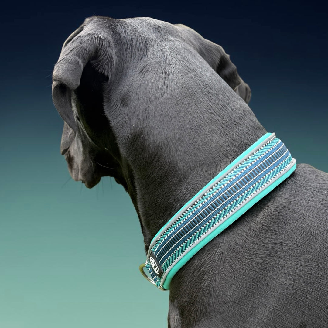 Deutsche Dogge Cane Corso mit breitem Halsband türkis