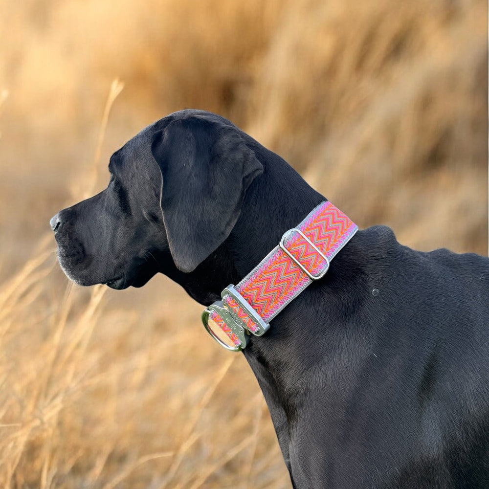 Dogge Halsband bunt