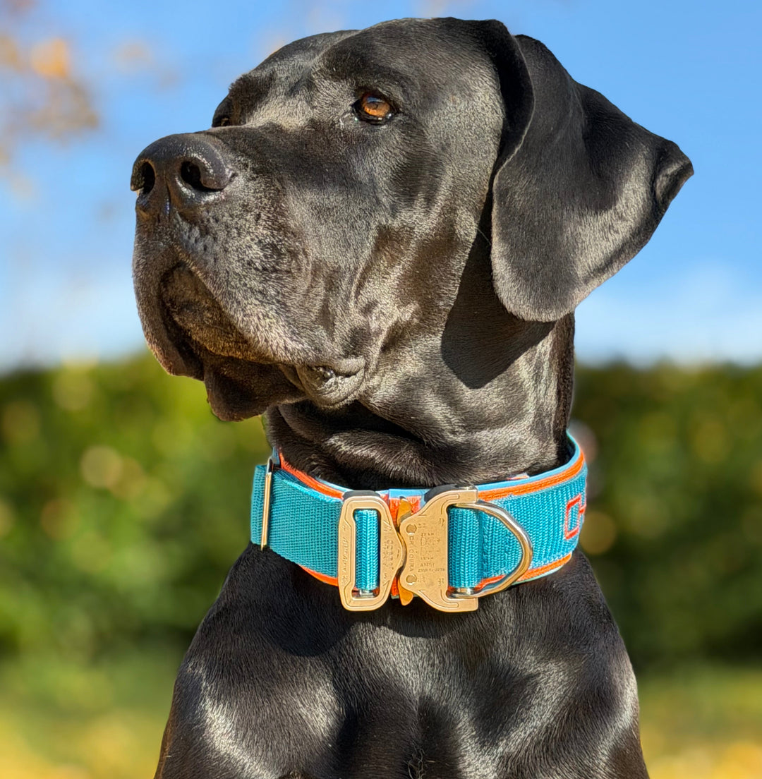 Luxus Heavy Duty Halsband 5 cm /7 cm/ 10 cm für grosse Hunde (zusätzliche Polster-Unterlage)