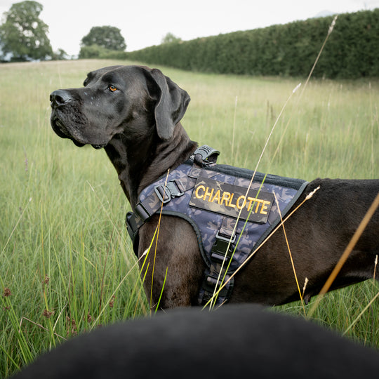 Alltrail CC-K9 Eco light Hundegeschirr  - Black camouflage