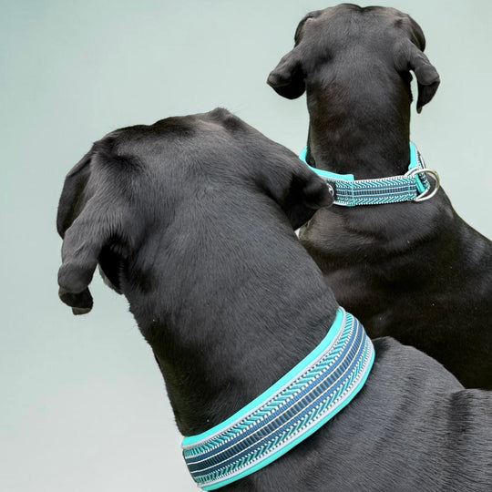 Grosse Hunde mit hübschem Halsband türkis