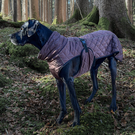 Grosser Hund mit braunem Wintermantel