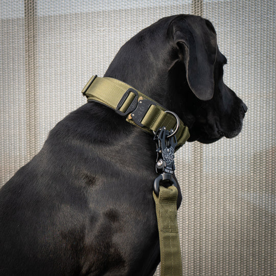 Halsband Deutsche Dogge breit army grün mit Leine