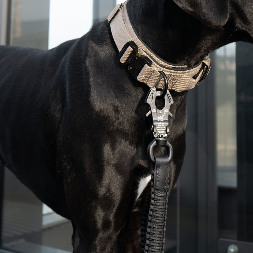 Halsband Deutsche Dogge breit beige grün mit Leine