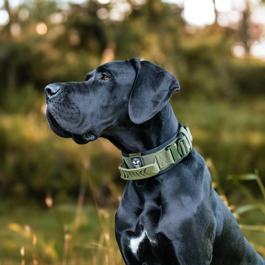Halsband breit mit griff armee gruen