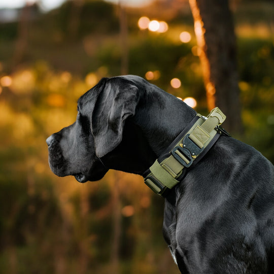 Halsband breit mit griff armee gruen