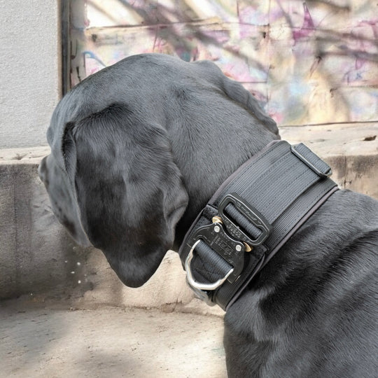 Halsband für Rottweiler 7 cm breit