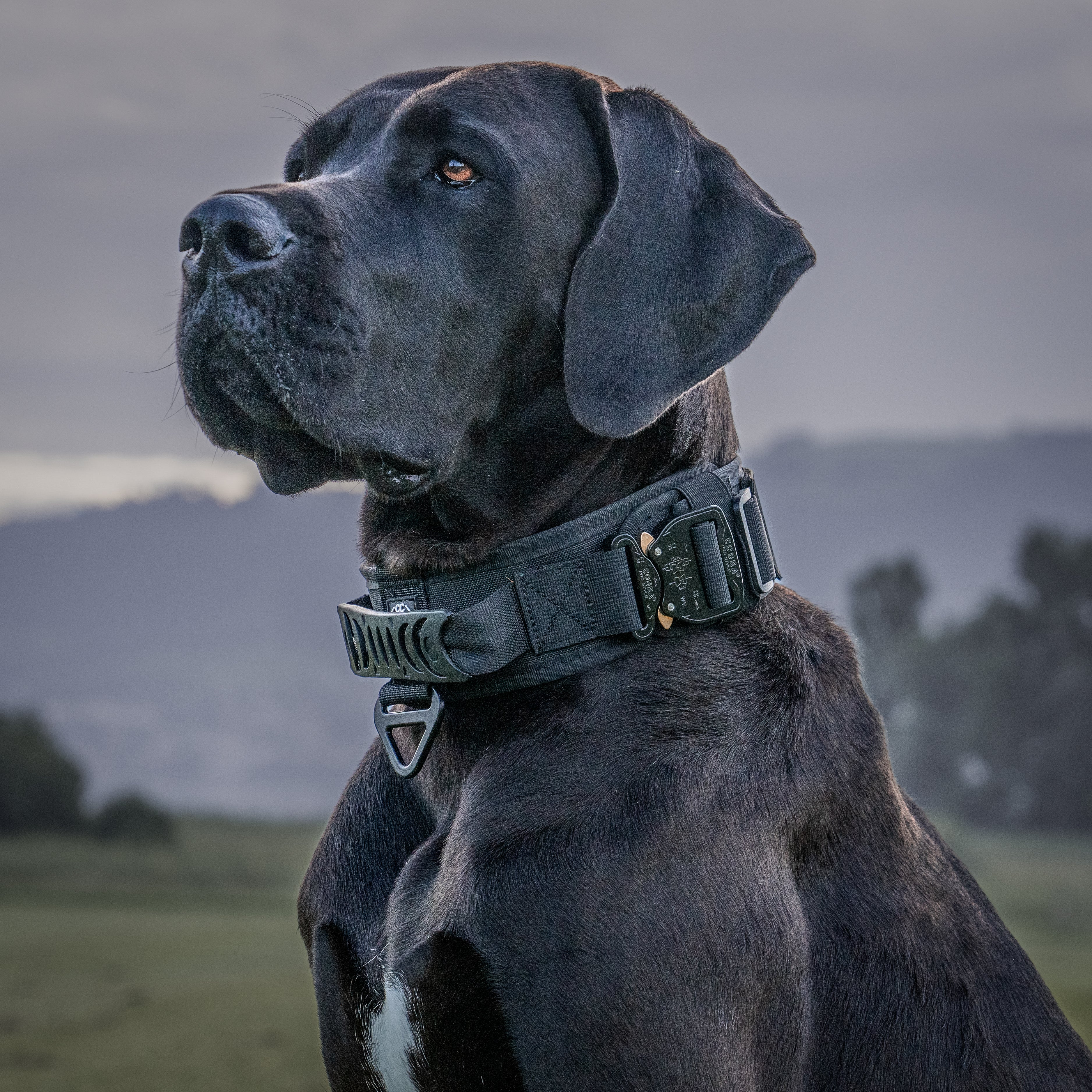 Halsband für grosse Hunde breit mit Griff und Sicherheitsschnallen