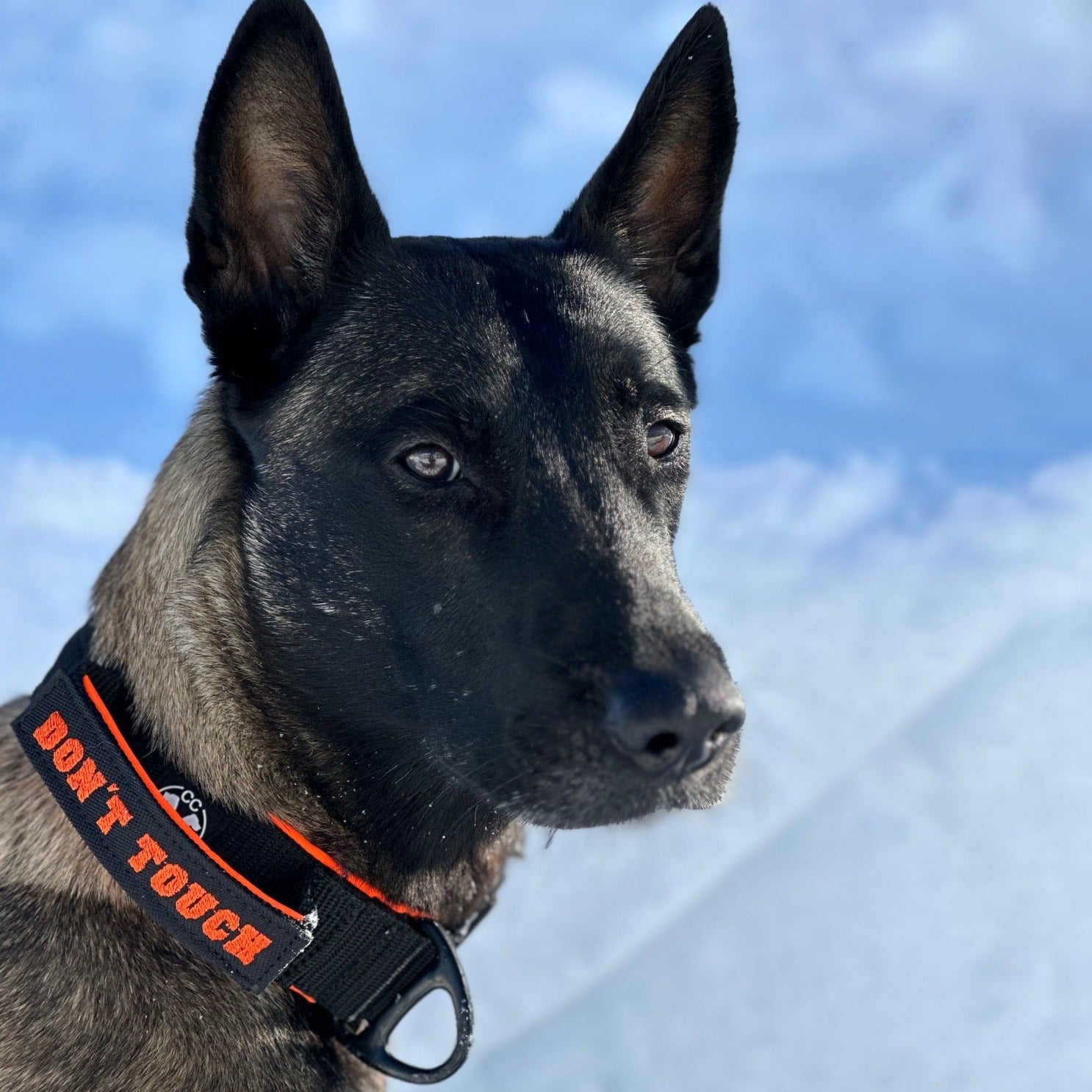 Halsband_fuer_Malinois