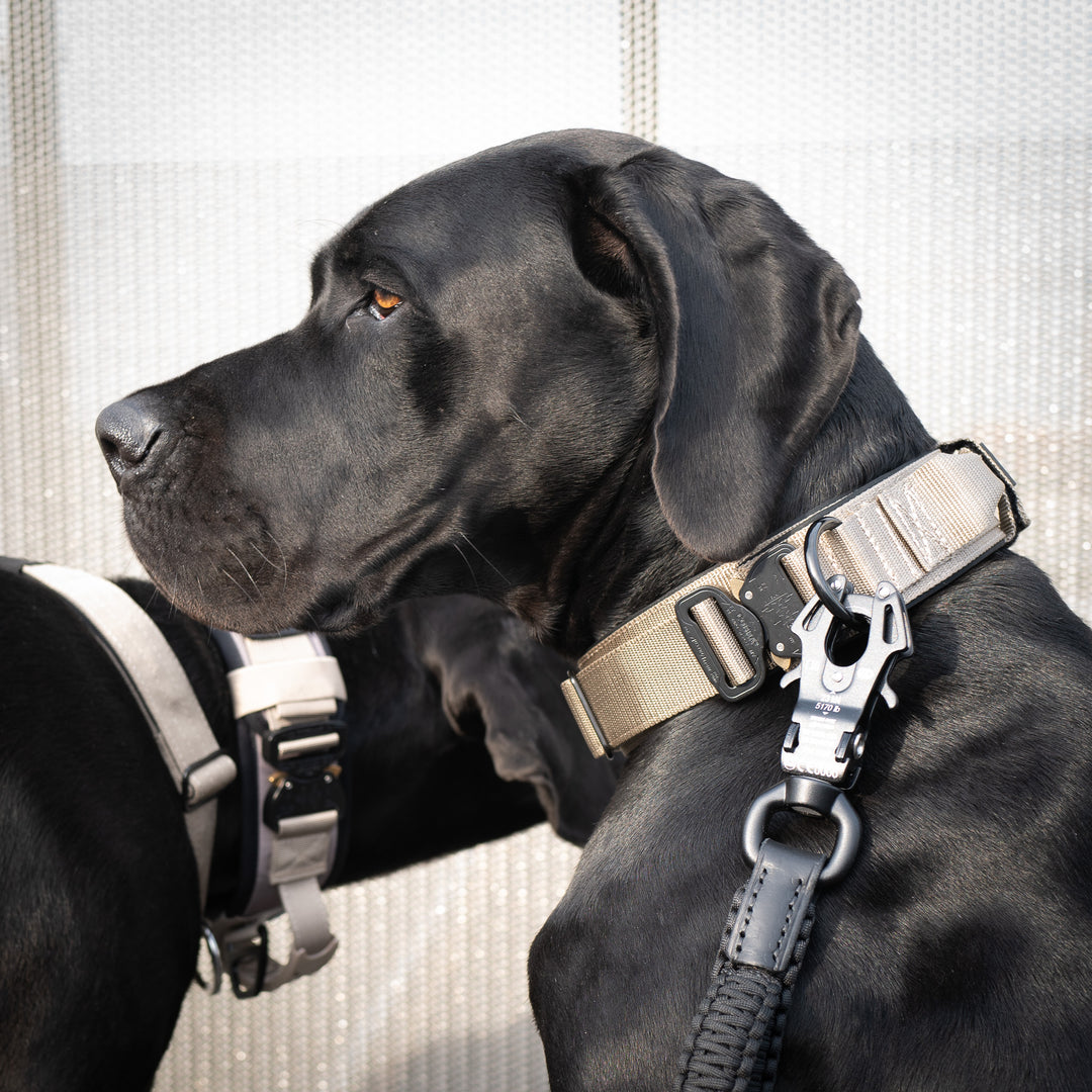 Halsband grosse Hunde breit beige mit Leine