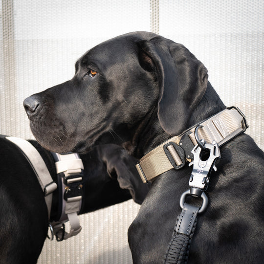 Halsband grosse Hunde breit beige mit Leine