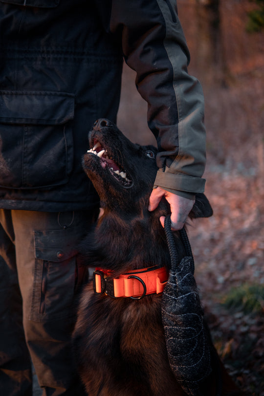 Halsband orange malinois