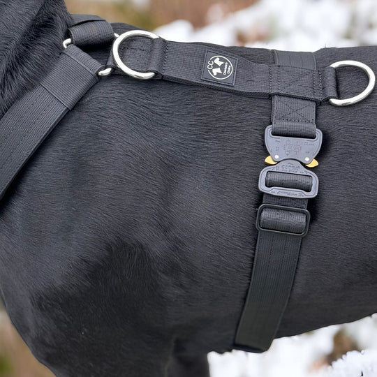 Hundegeschirr Mantrailing