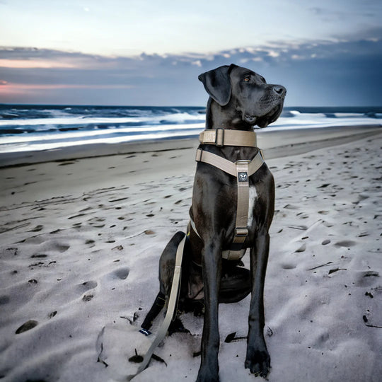 Hundegeschirr für Deutsche Dogge beige