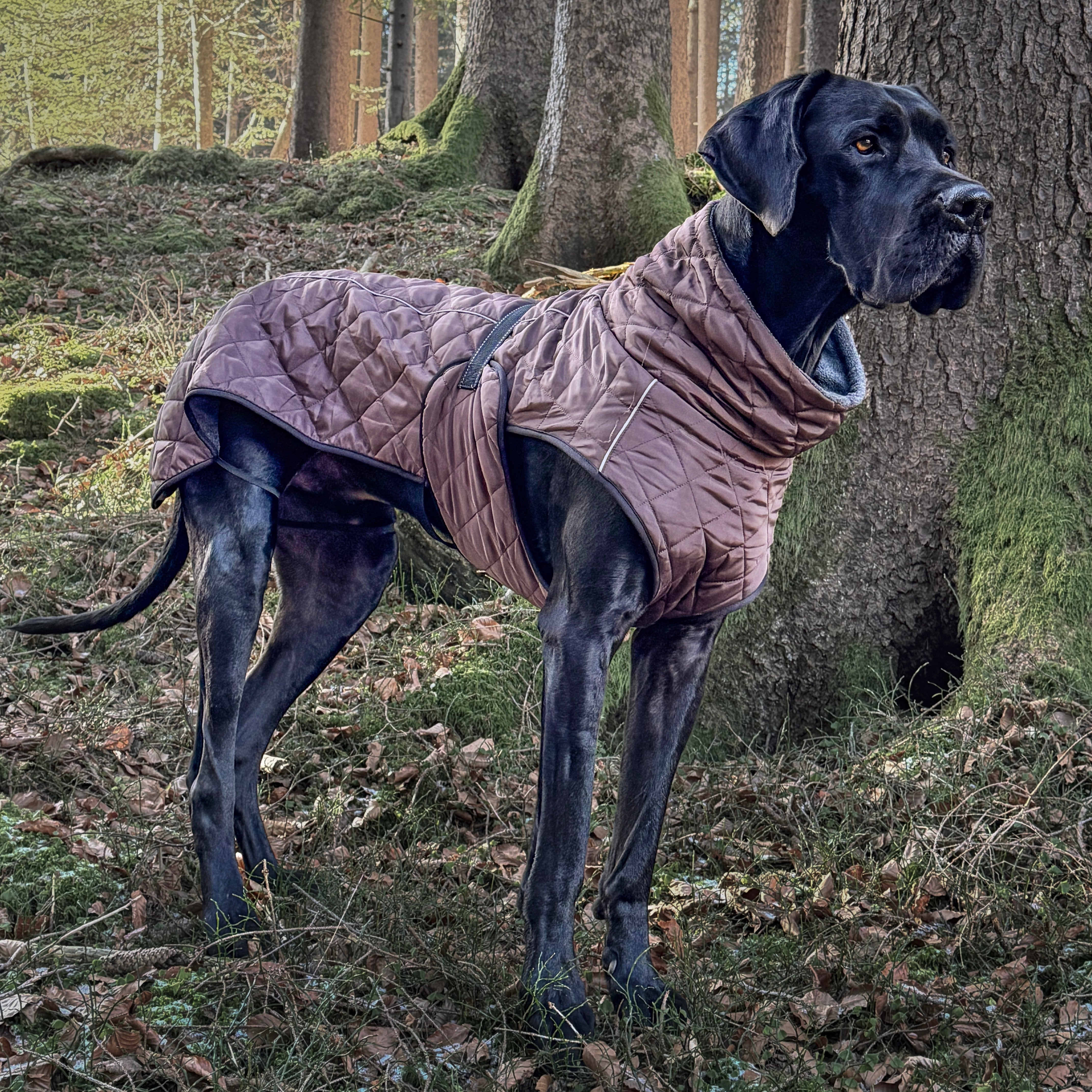 Hundemantel für Deutsche Dogge braun