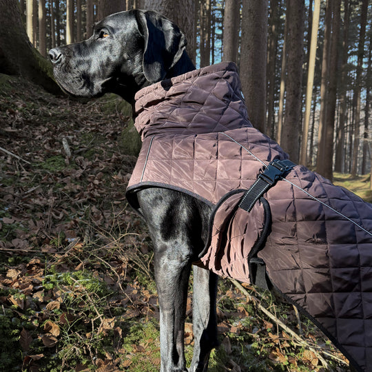 Hundemantel für Deutsche Dogge braun