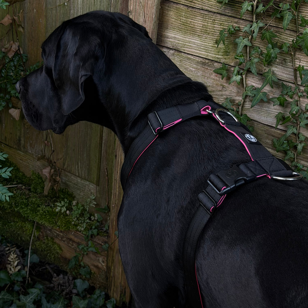Geschirr in schwarz mit pink robust